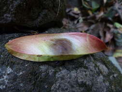 Image of Caesalpinia cucullata Roxb.