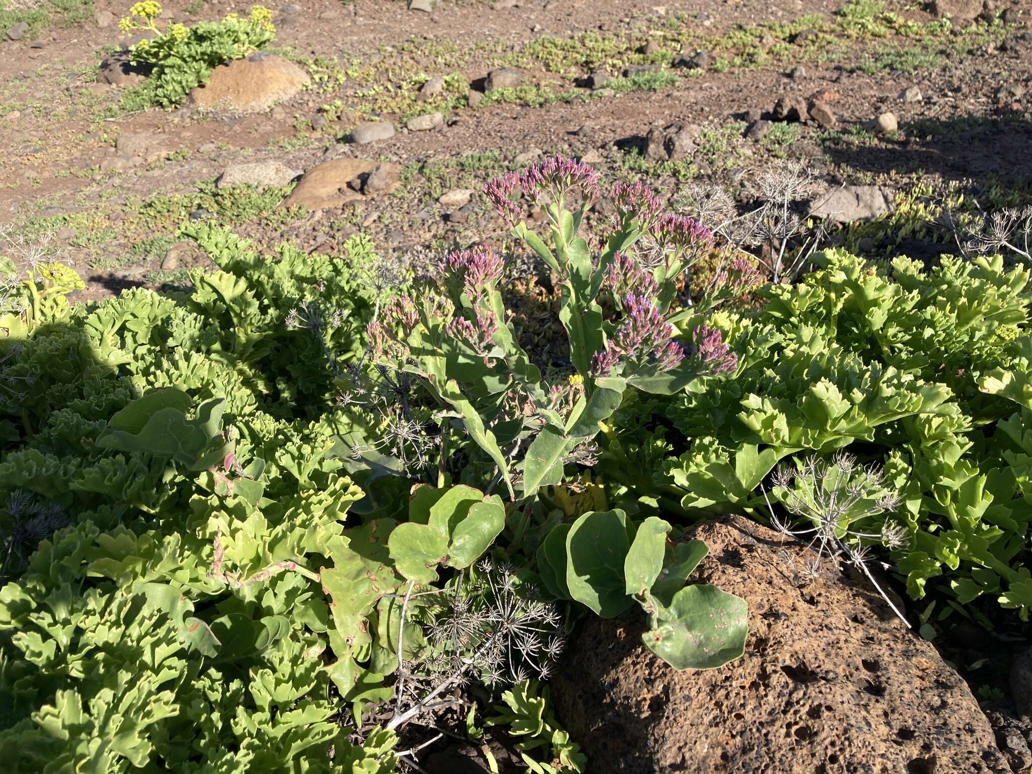 Image of Limonium imbricatum (Webb ex Girard) Hubbard ex L. H. Bailey