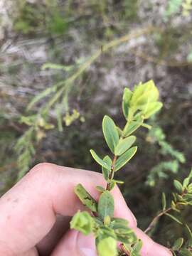 Imagem de Hypericum edisonianum (Small) P. Adams & N. Robson