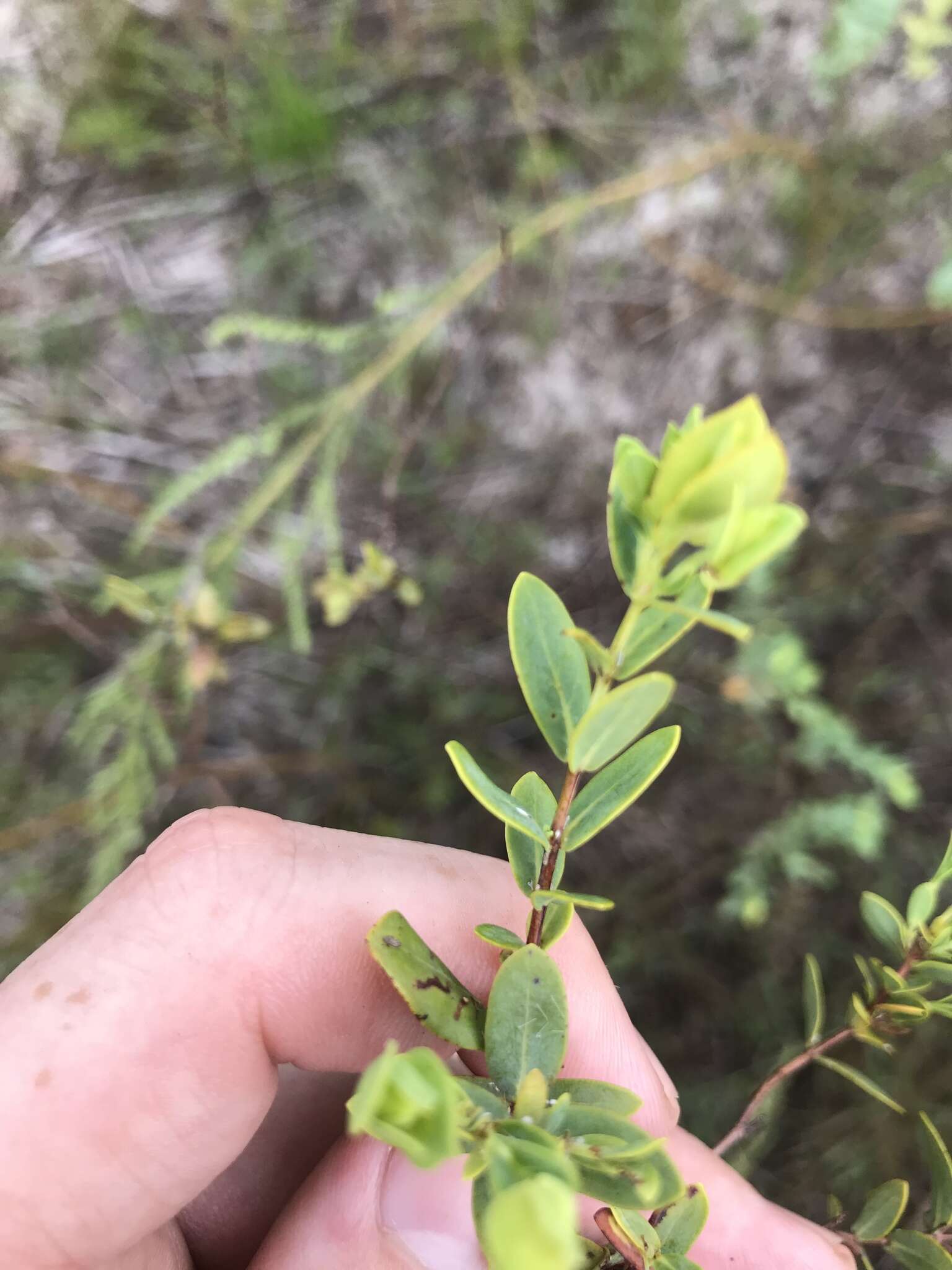 Image of Arcadian St. John's-Wort