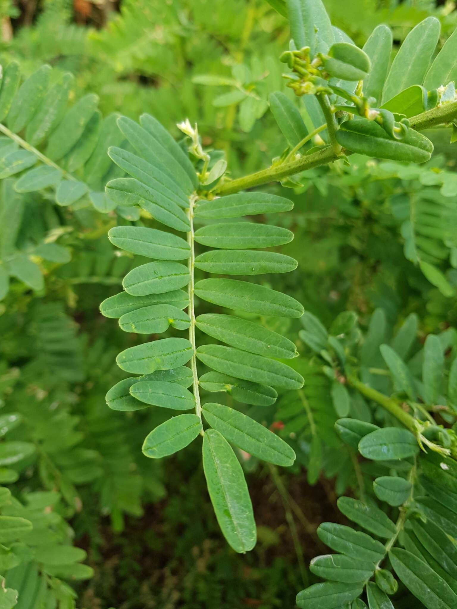 Слика од Clianthus