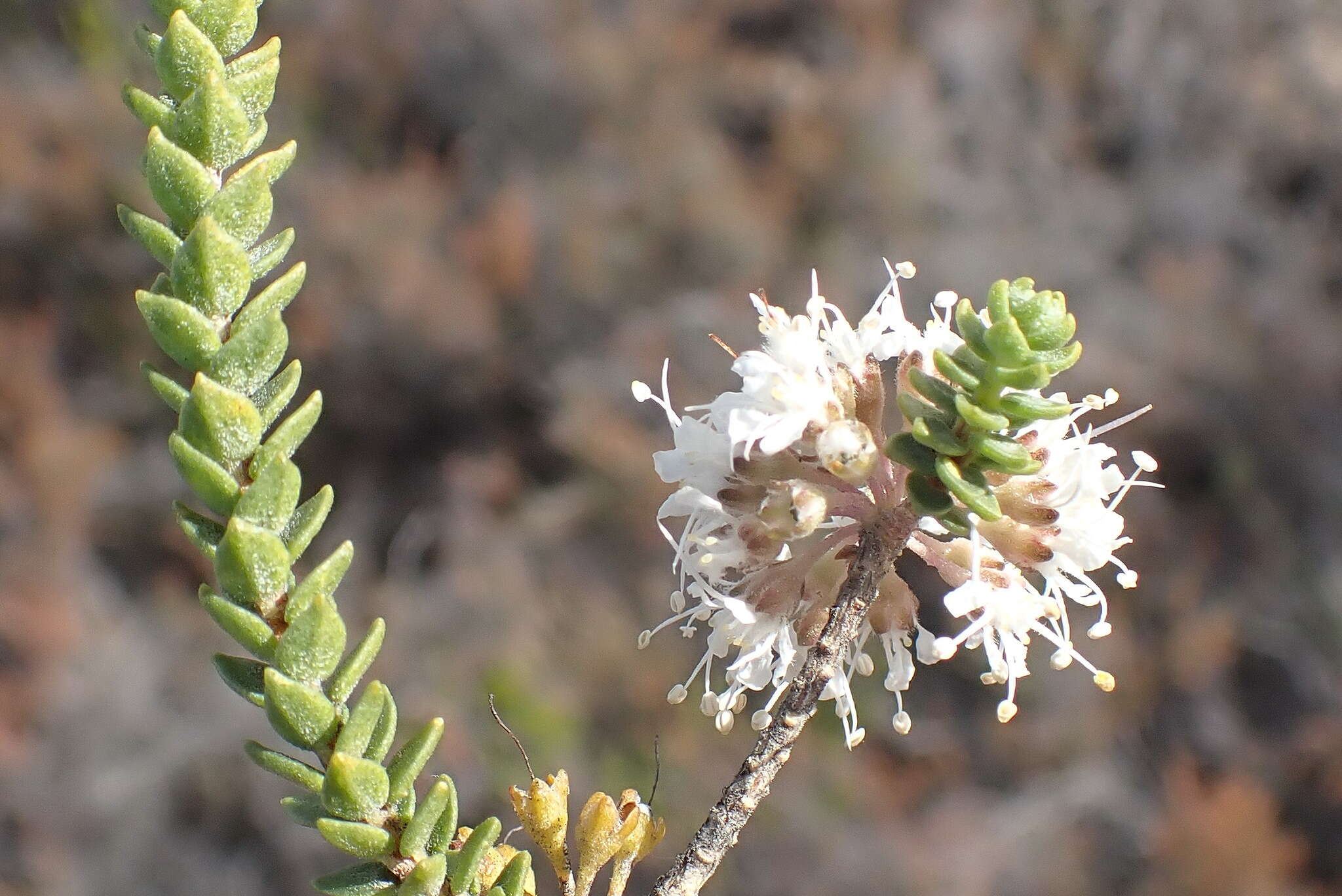 Image of Agathosma roodebergensis Compton