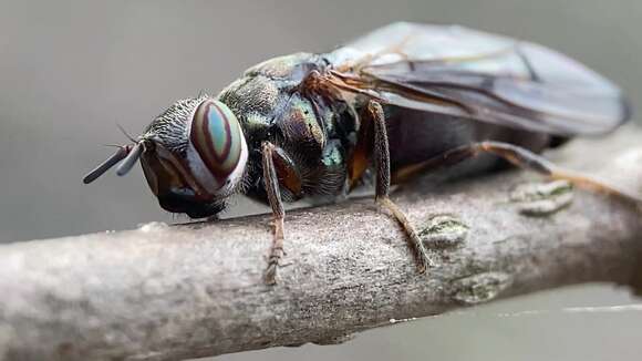 Image of Senopterina foxleei Shewell 1962