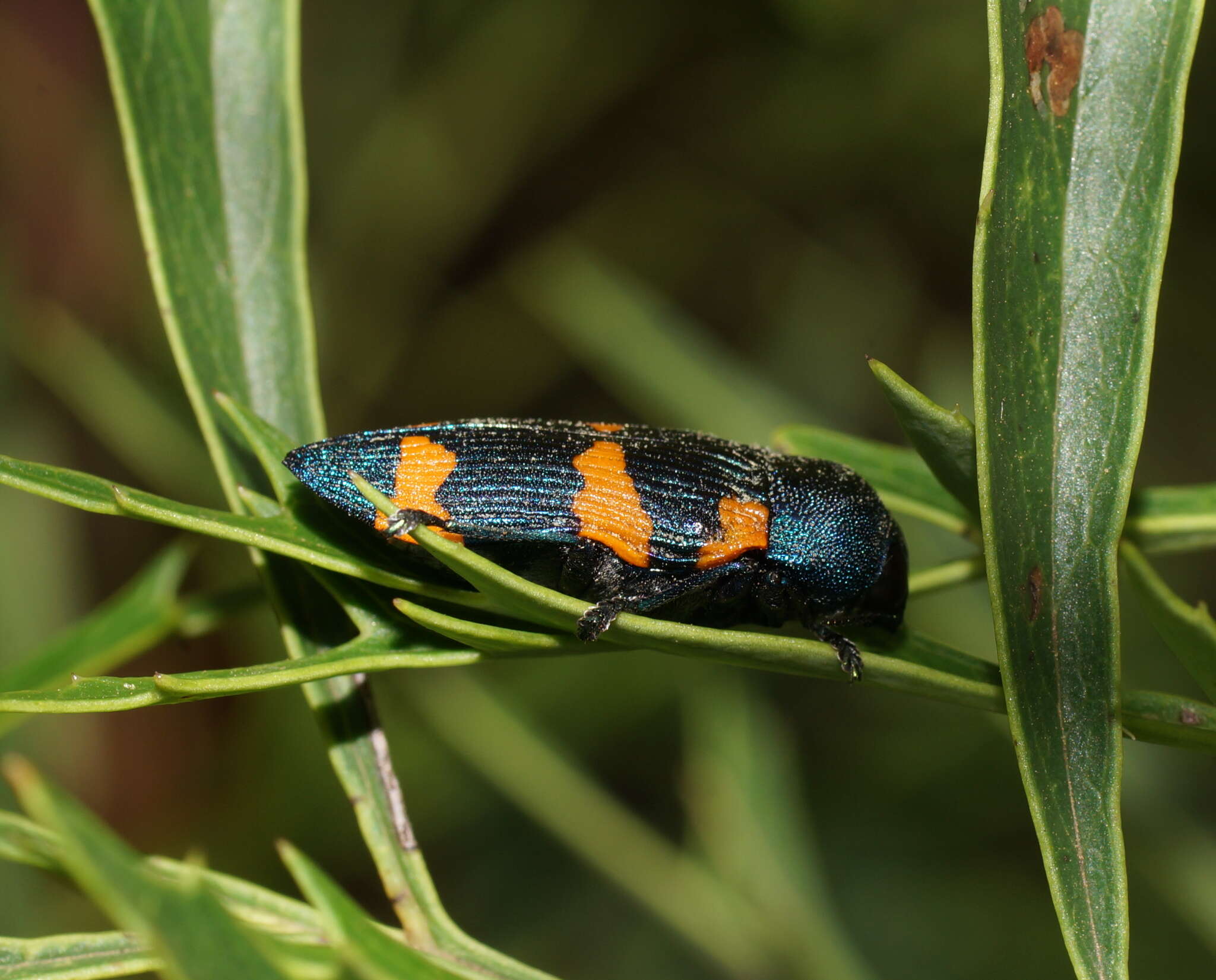 Image of Castiarina klugii (Gory & Laporte 1838)