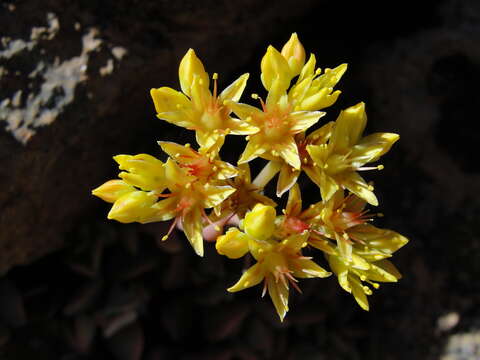 Image of Blue Creek stonecrop