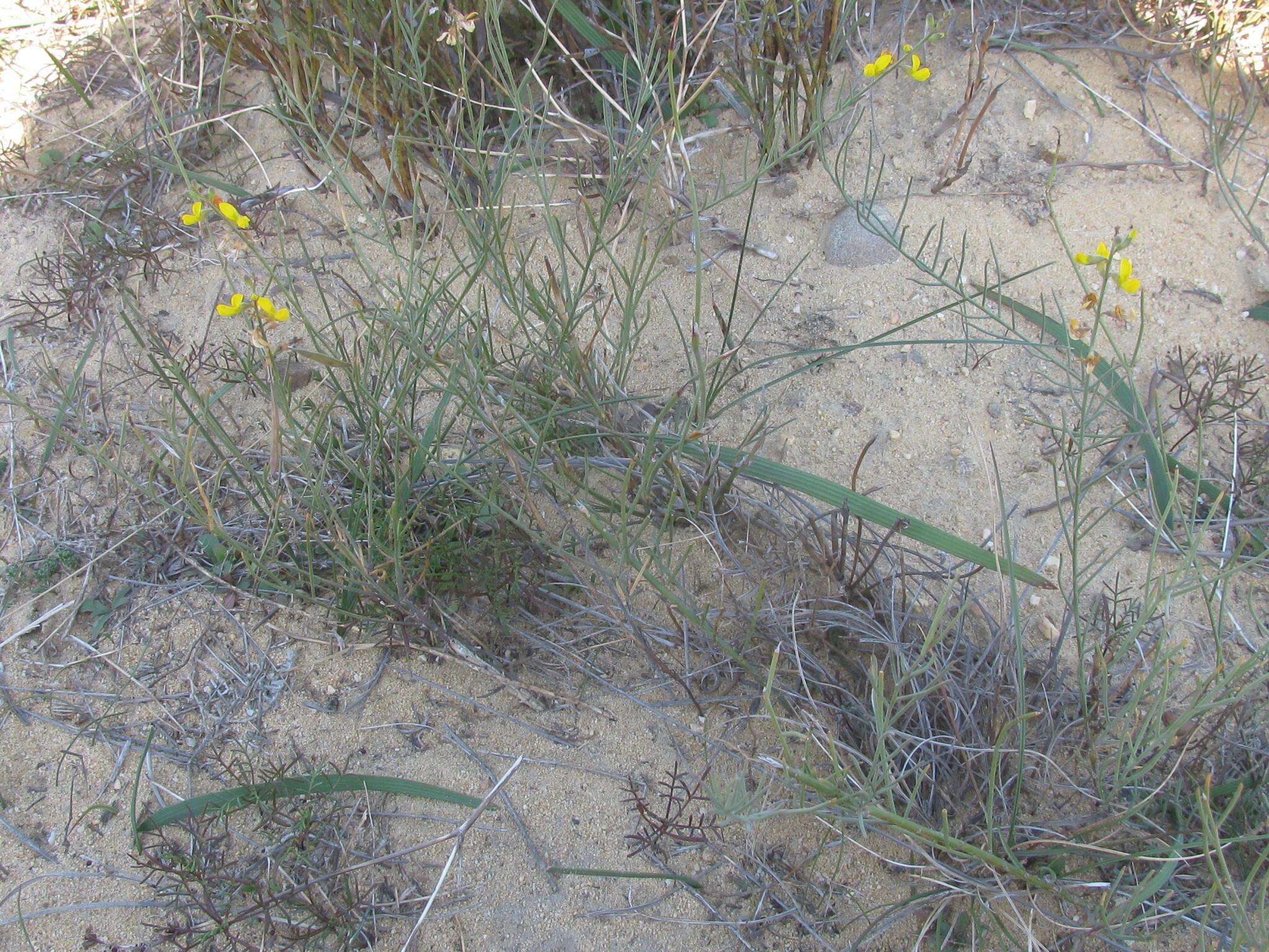 Image of Lebeckia contaminata (L.) Thunb.