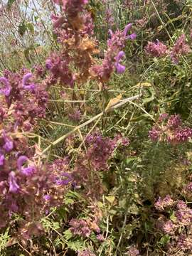 Imagem de Salvia canariensis L.