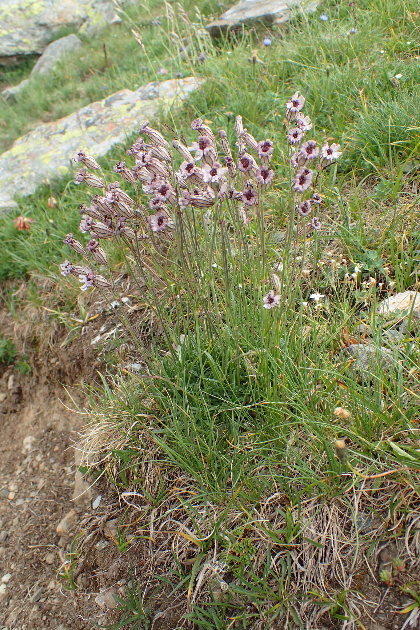 Imagem de Silene ciliata Pourret