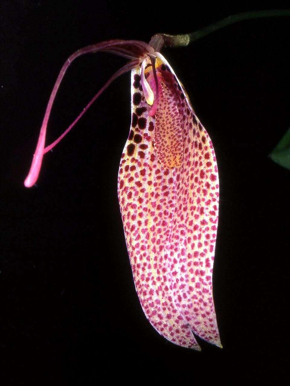 Image of Orchid