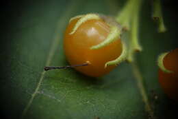 Image of Ehretia resinosa Hance