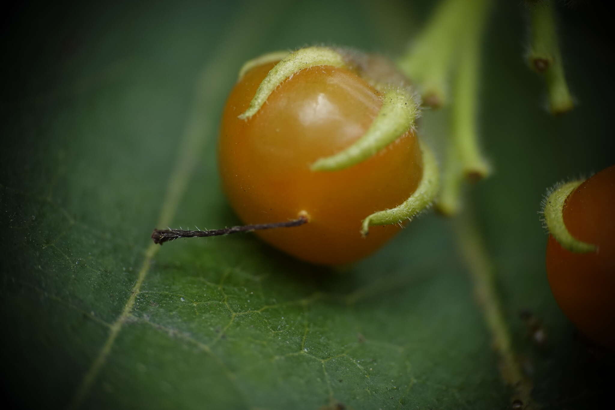 Image of Ehretia resinosa Hance