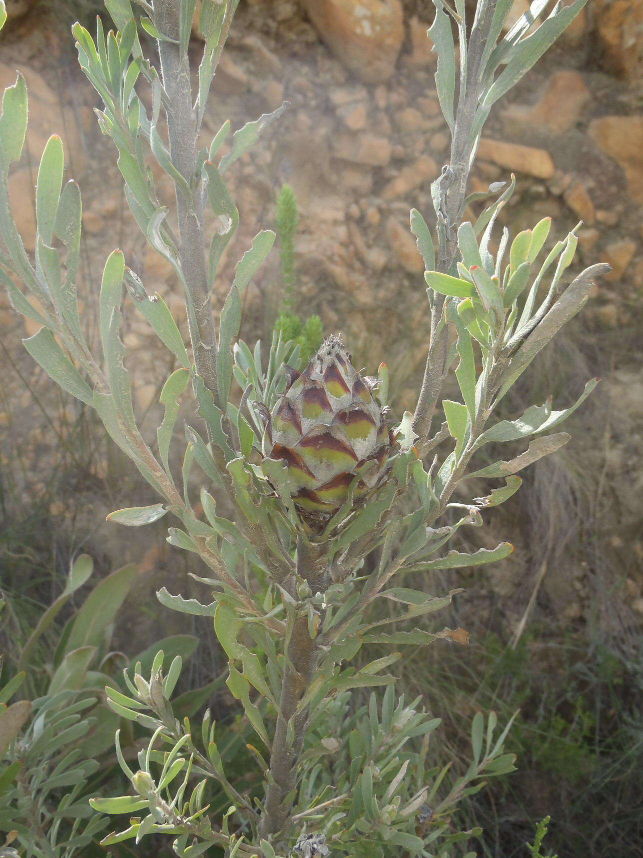 Imagem de Leucadendron rubrum Burm. fil.