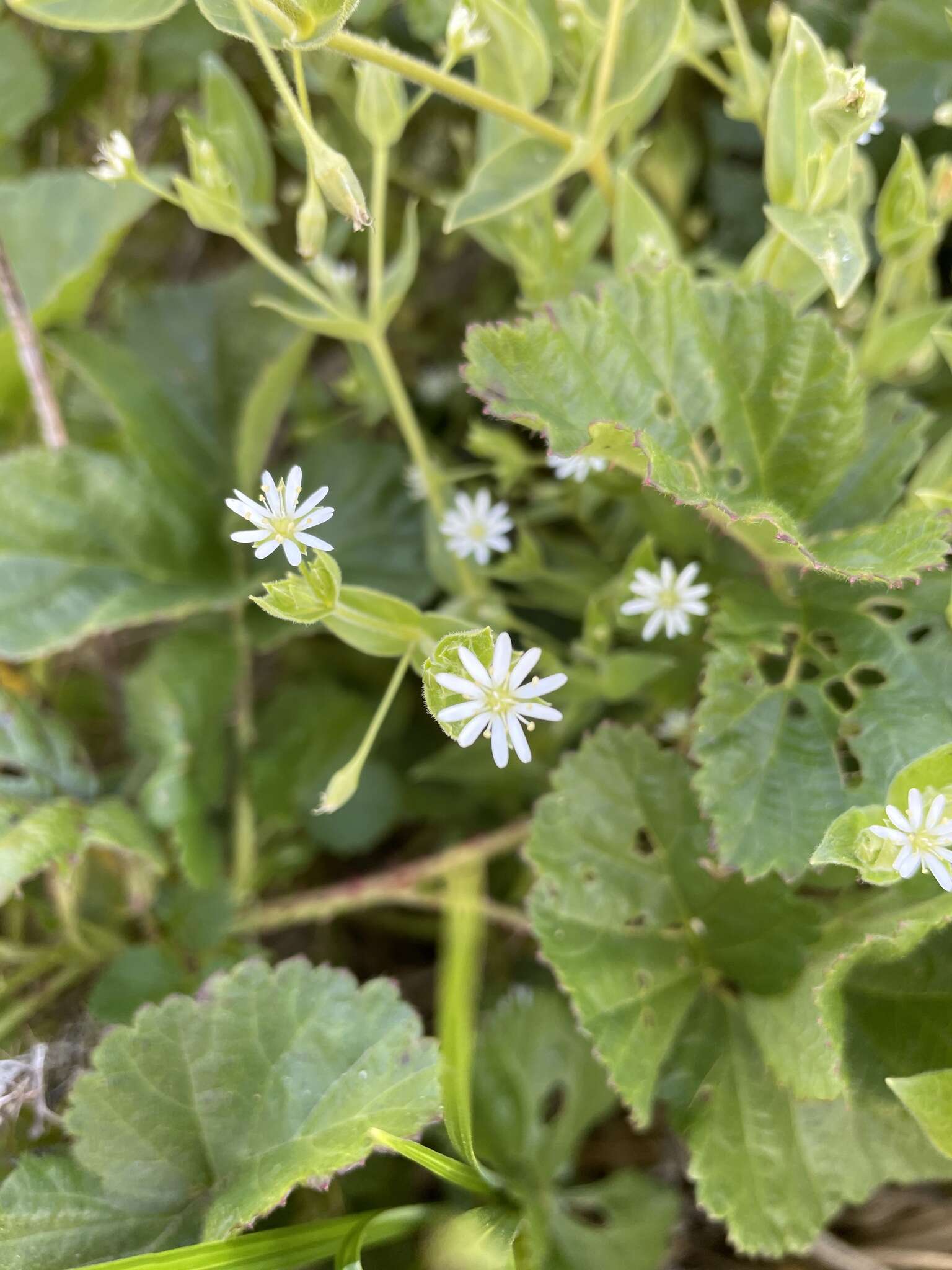 Image of beach starwort