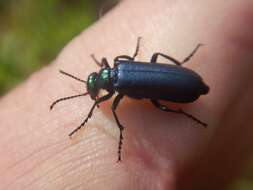 Image of Lytta (Poreopasta) cyanipennis (Le Conte 1851)