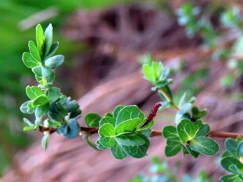 Imagem de Cliffortia obcordata L. fil.