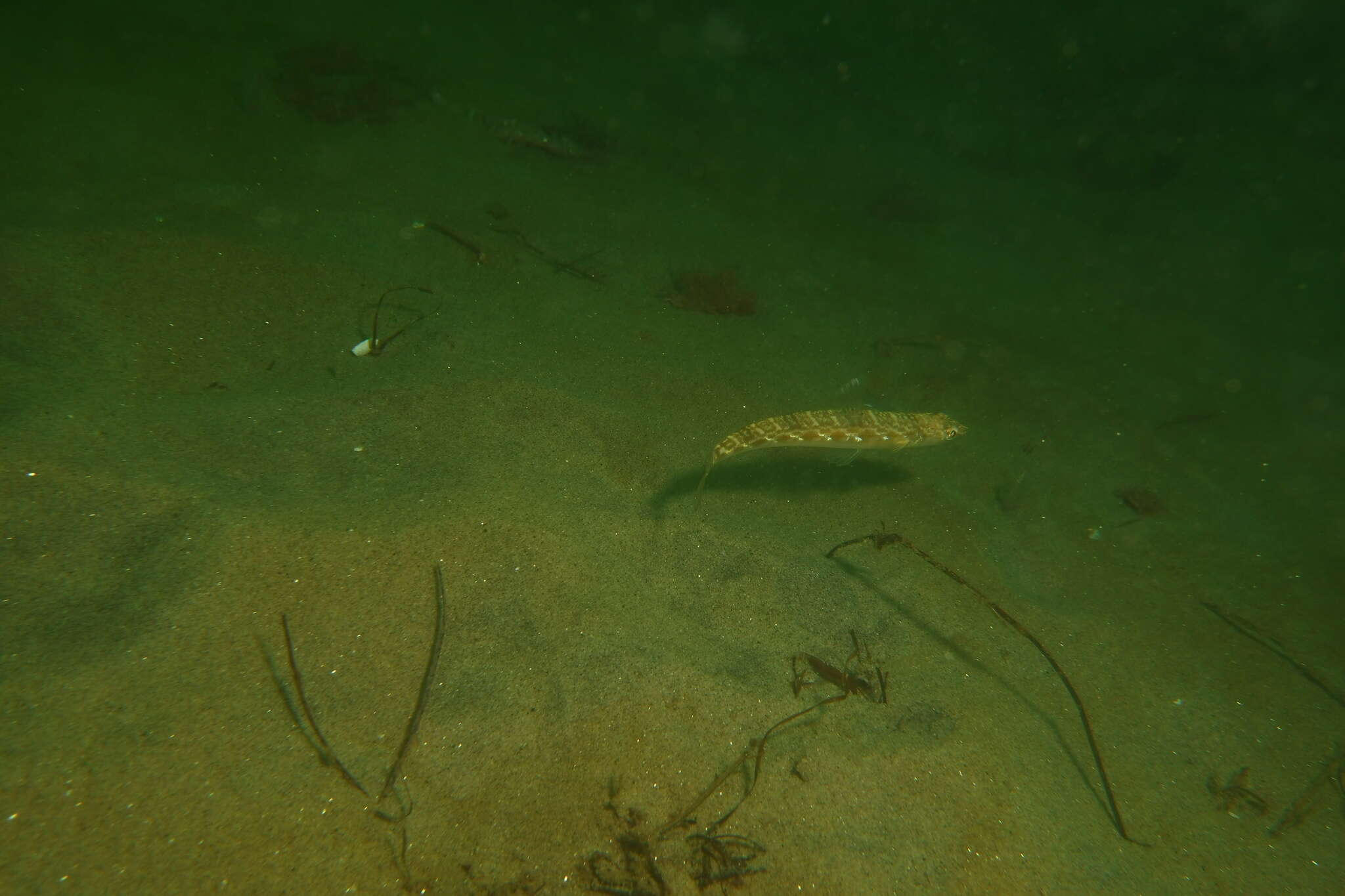 Image of California lizardfish