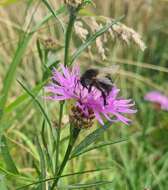 Image of <i>Bombus pascuorum mniorum</i> Fabricius 1776