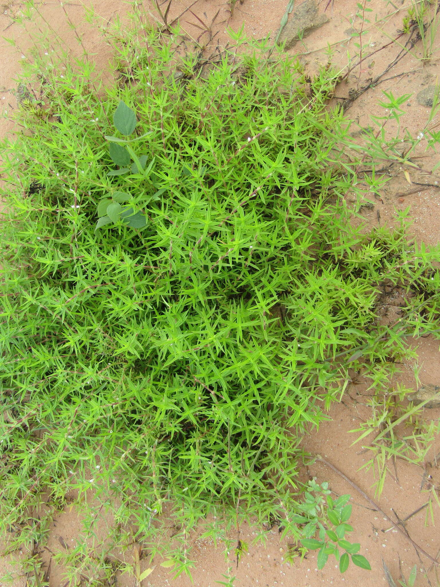 Image of stiff buttonweed