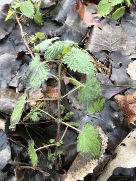 Image de Urtica dioica subsp. dioica