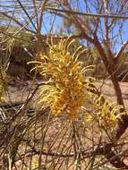 Image de Hakea lorea (R. Br.) R. Br.