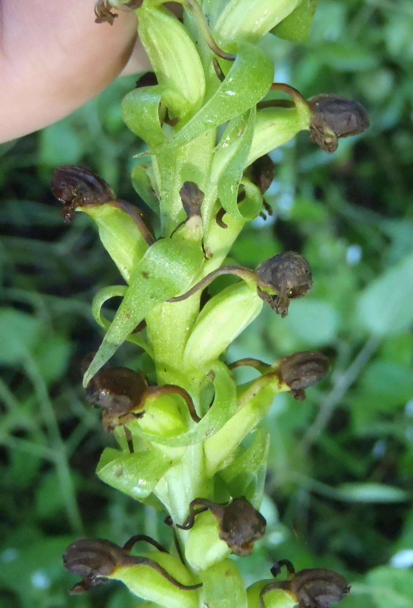 Image de Satyrium parviflorum Sw.