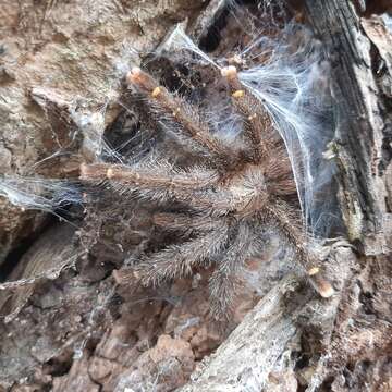 Image of Avicularia rufa Schiapelli & Gerschman 1945