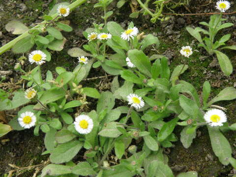 Image of Erigeron leptorhizon DC.