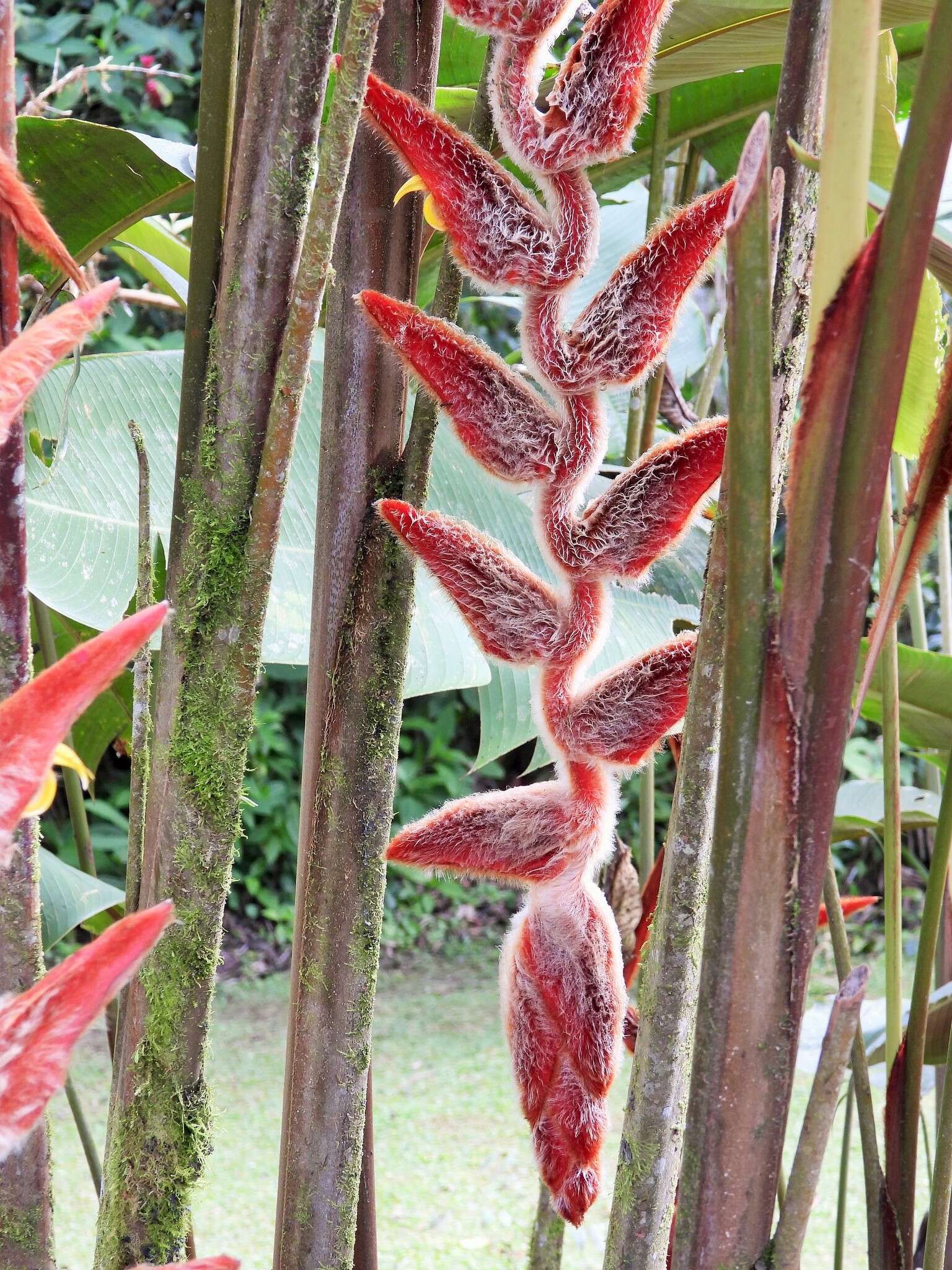 Image of Heliconia vellerigera Poepp.