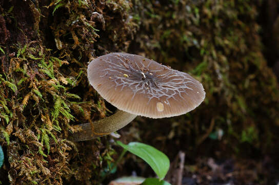 Image of Pluteus thomsonii (Berk. & Broome) Dennis 1948