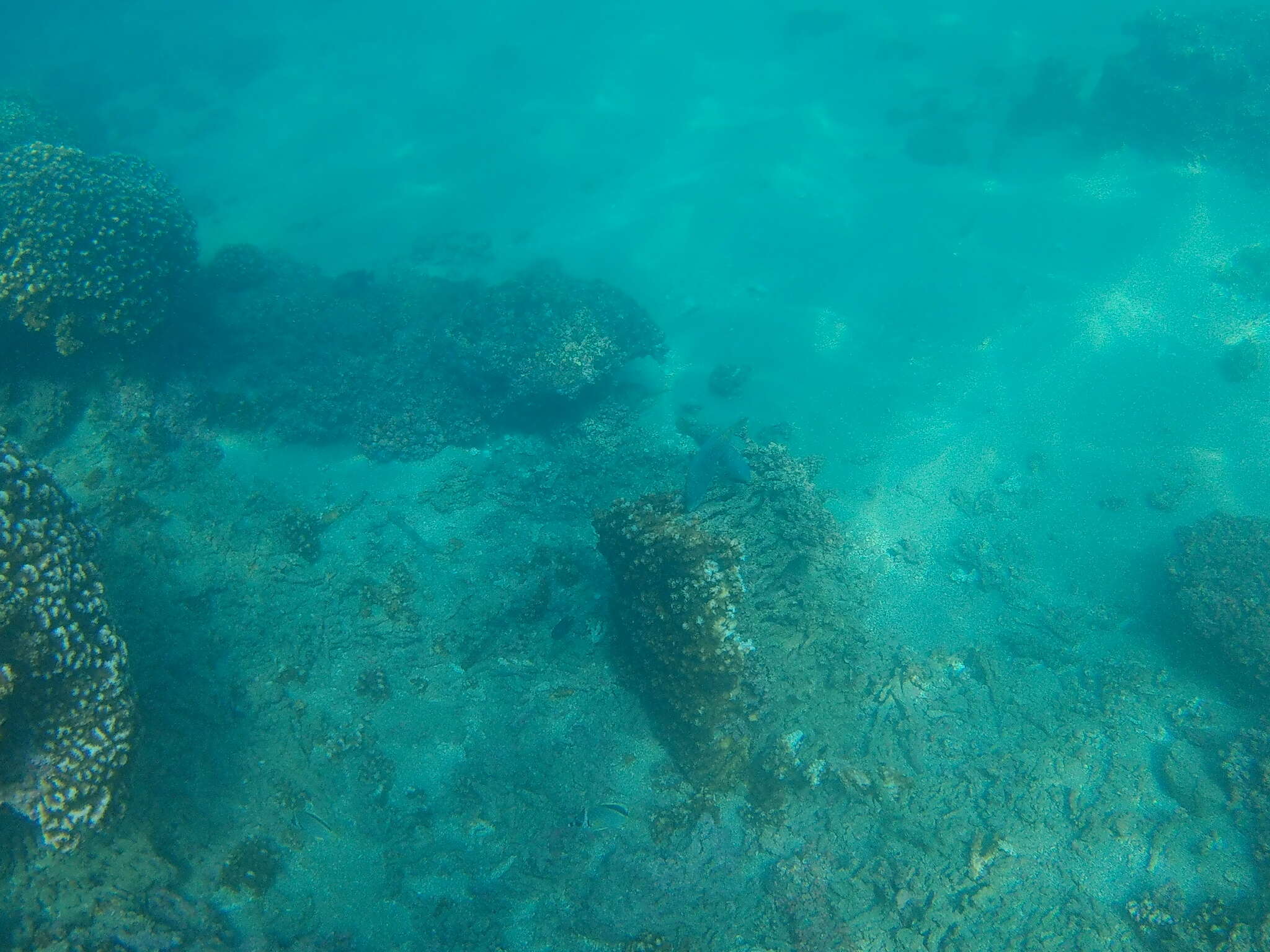 Image of Loosetooth parrotfish