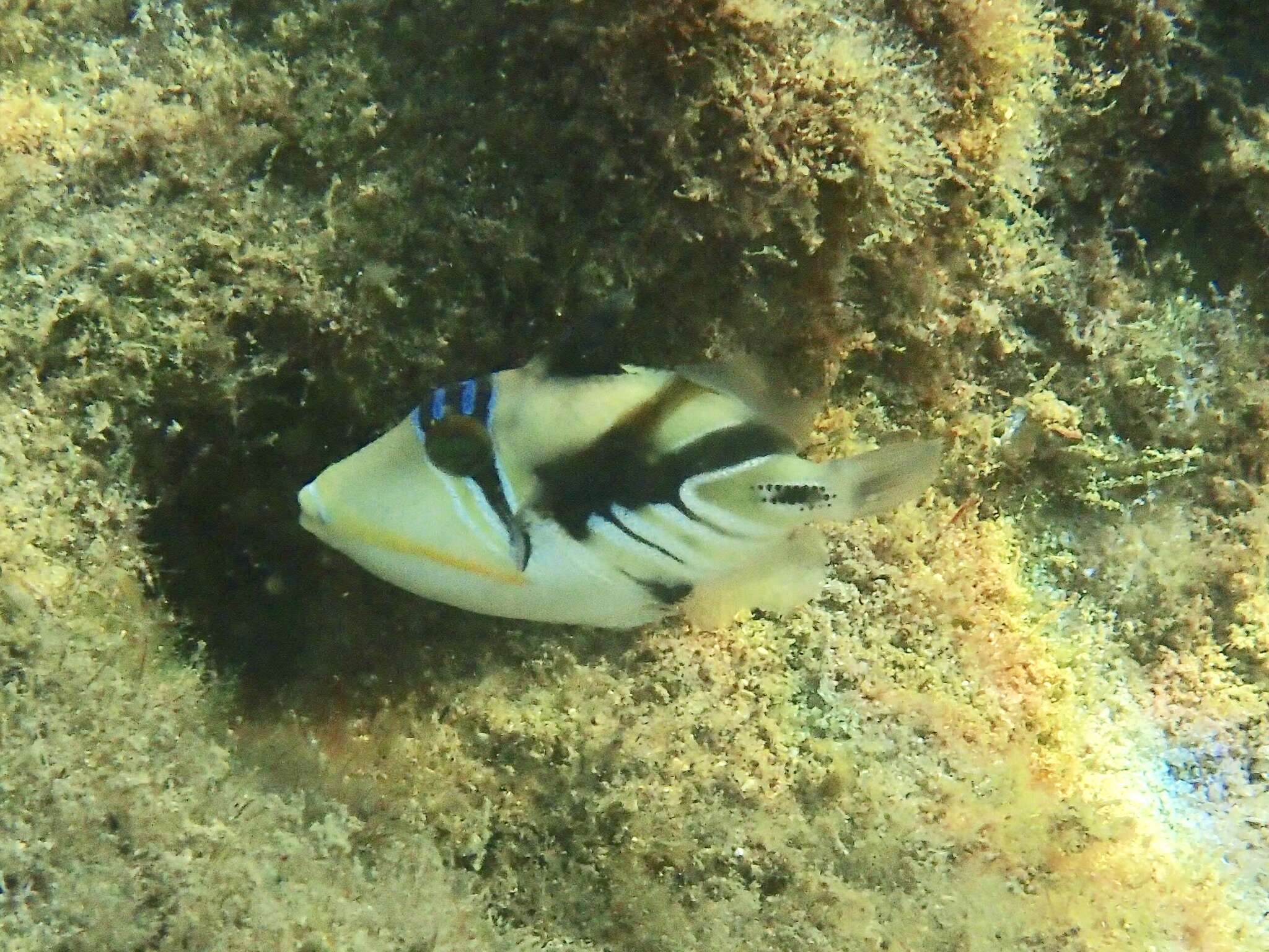 Image of Lagoon triggerfish