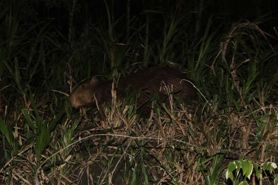 Image of Capybaras