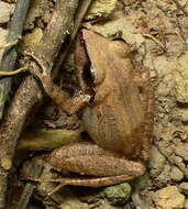 Image of Paraiba Robber Frog