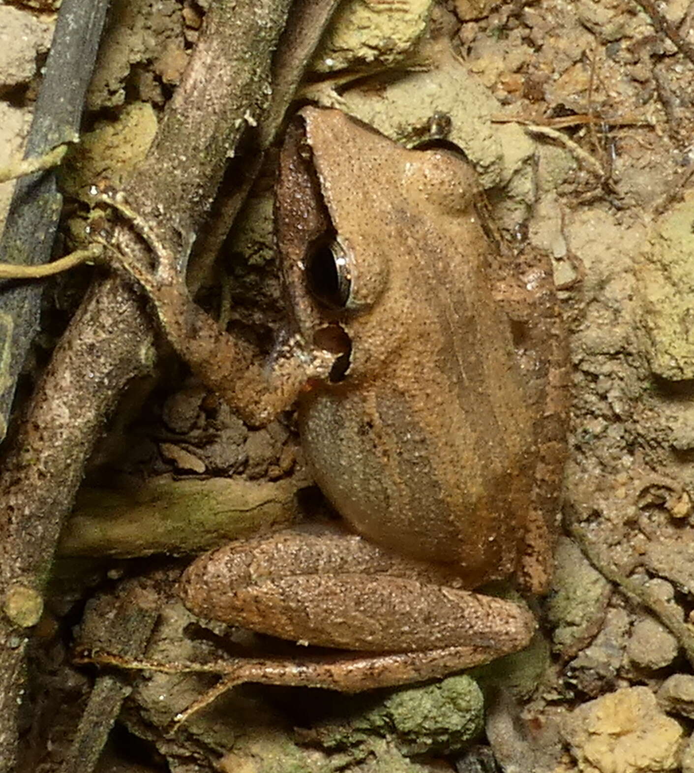 Image of Paraiba Robber Frog