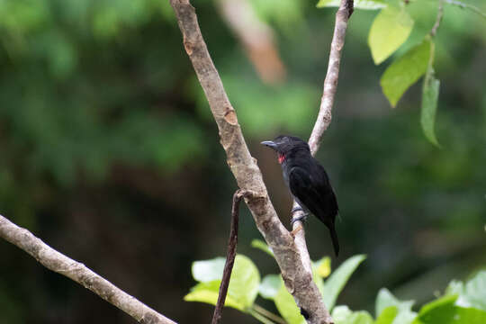 Image of Pink-throated Becard