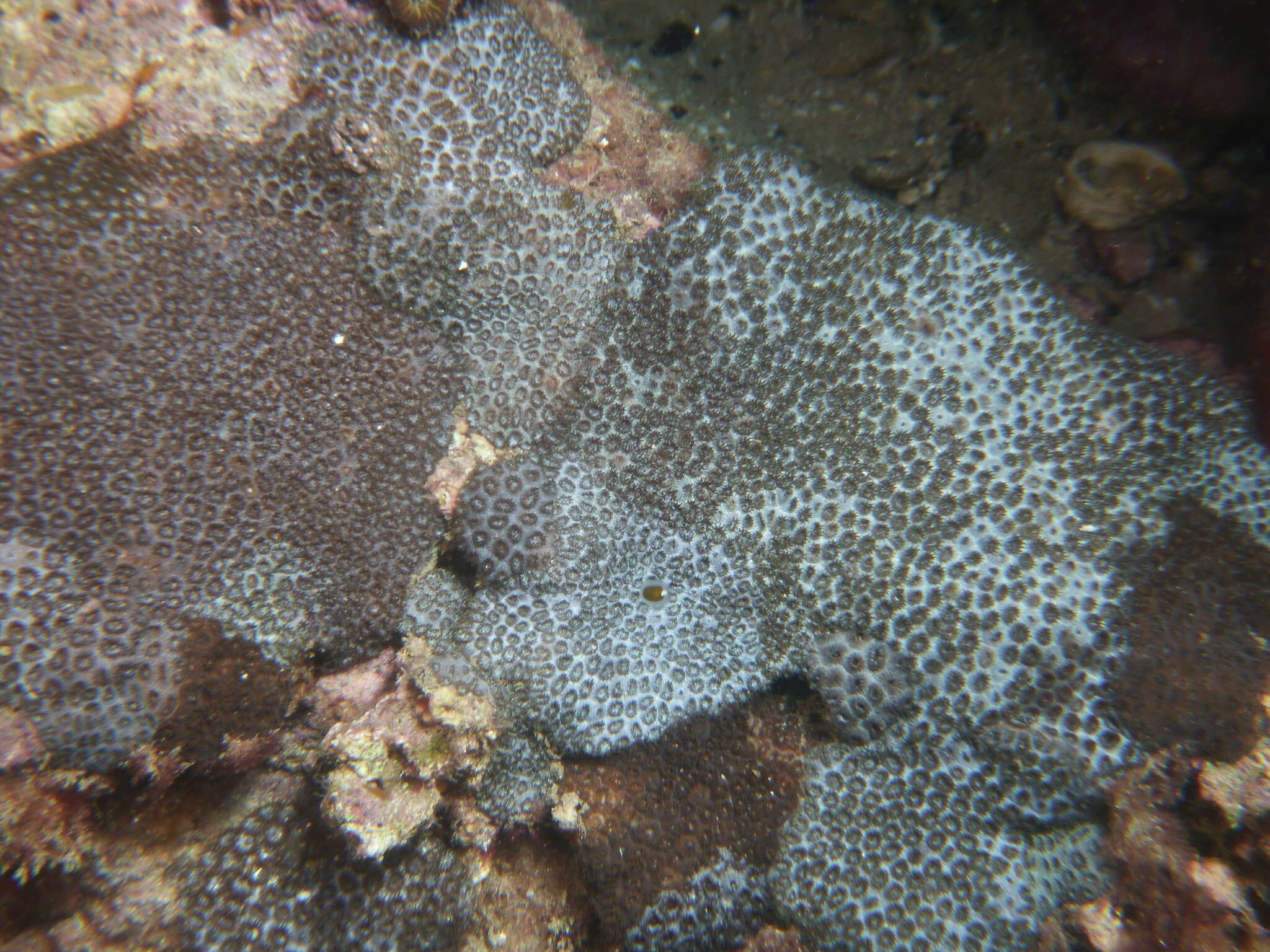 Image of Small knob coral