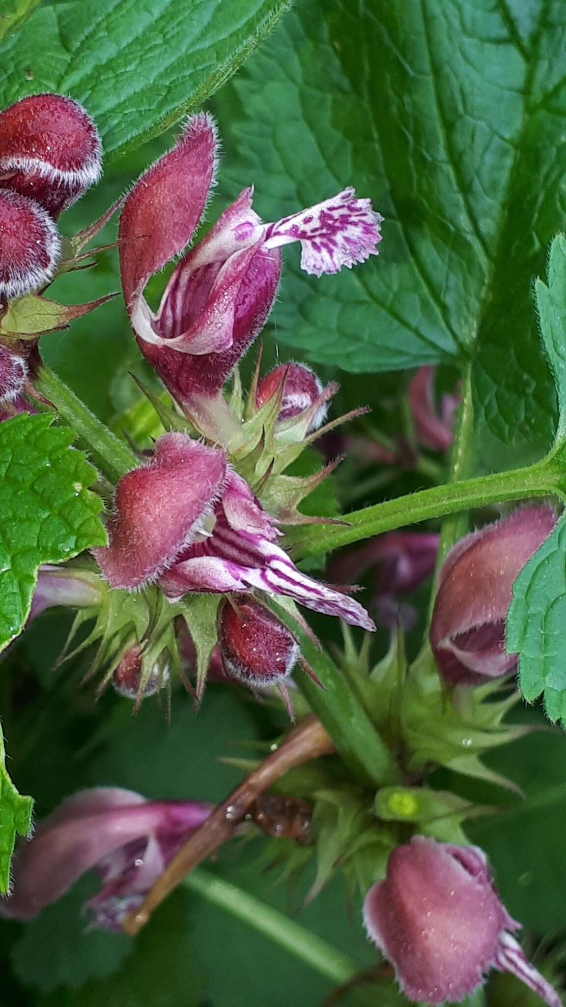 Image of Lamium orvala L.