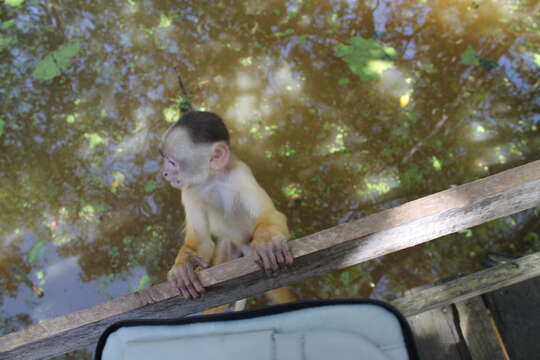 Image of Spix's white-fronted capuchin