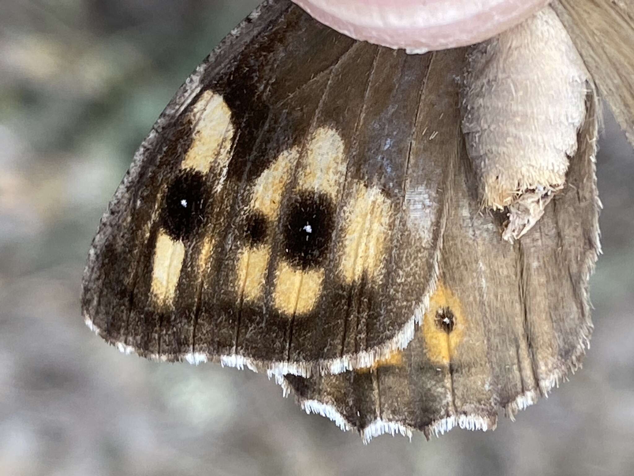 Слика од Hipparchia pellucida Stauder 1924