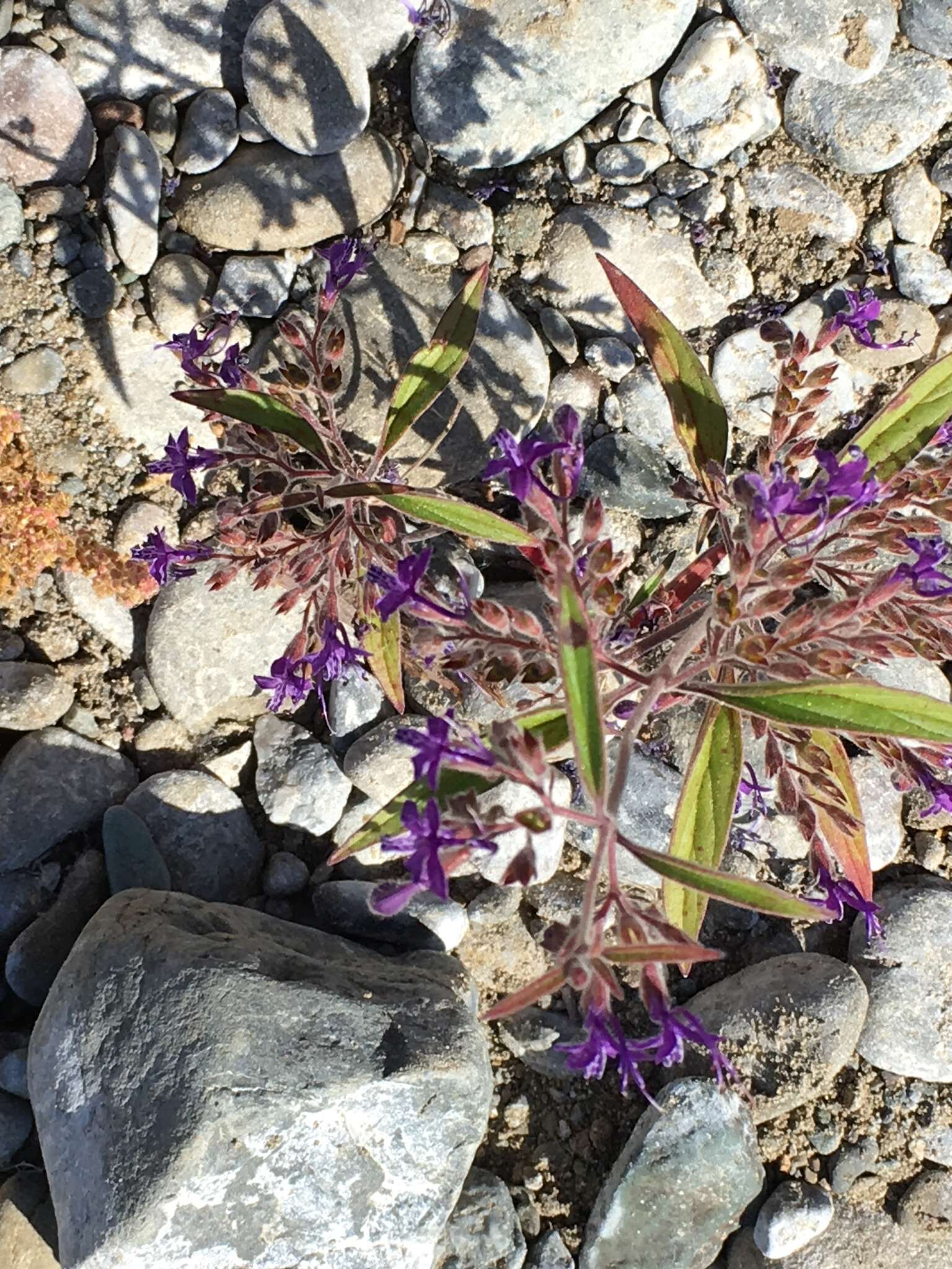 Image de Trichostema laxum A. Gray