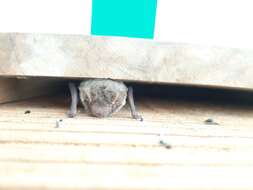 Sivun Pipistrellus abramus (Temminck 1838) kuva