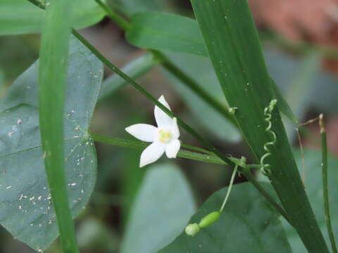 Image of Zehneria japonica (Thunb.) H. Y. Liu