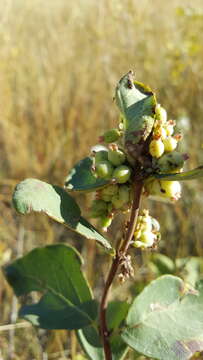 Image of western snowberry