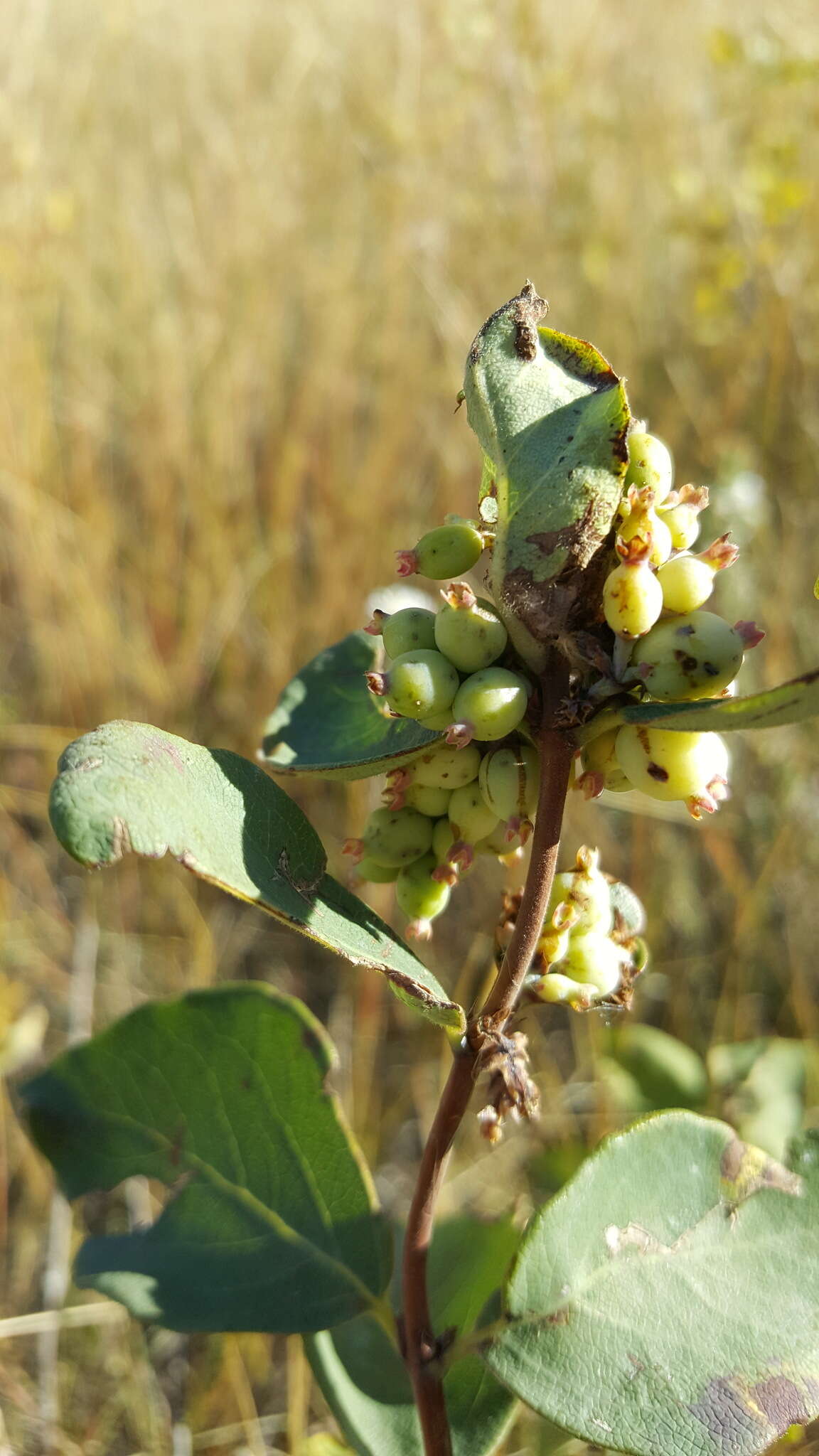 Imagem de Symphoricarpos occidentalis Hook.