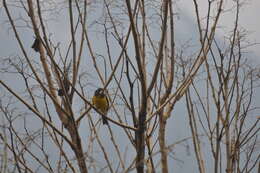 Image of Black-backed Grosbeak