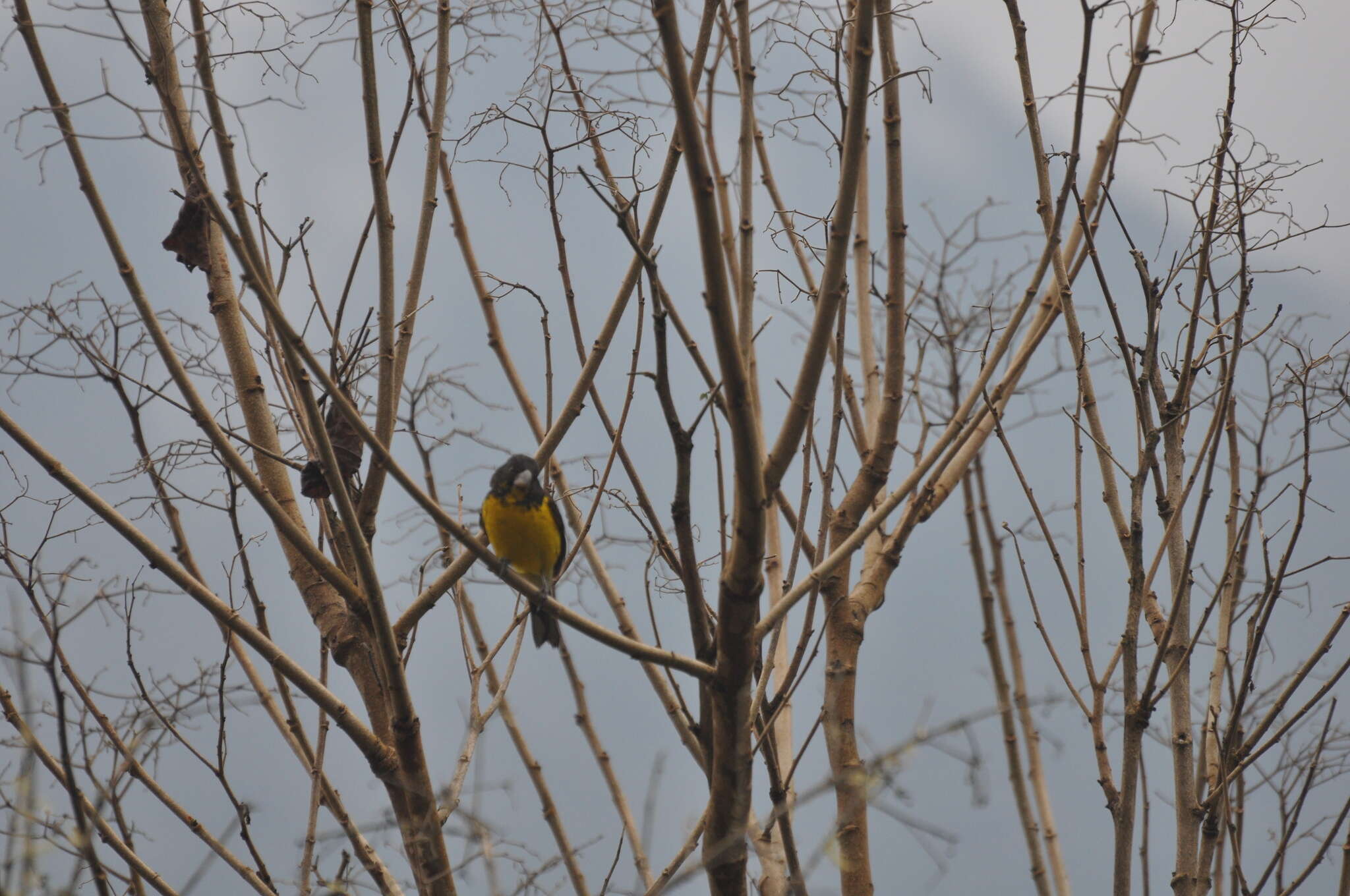 Image of Black-backed Grosbeak