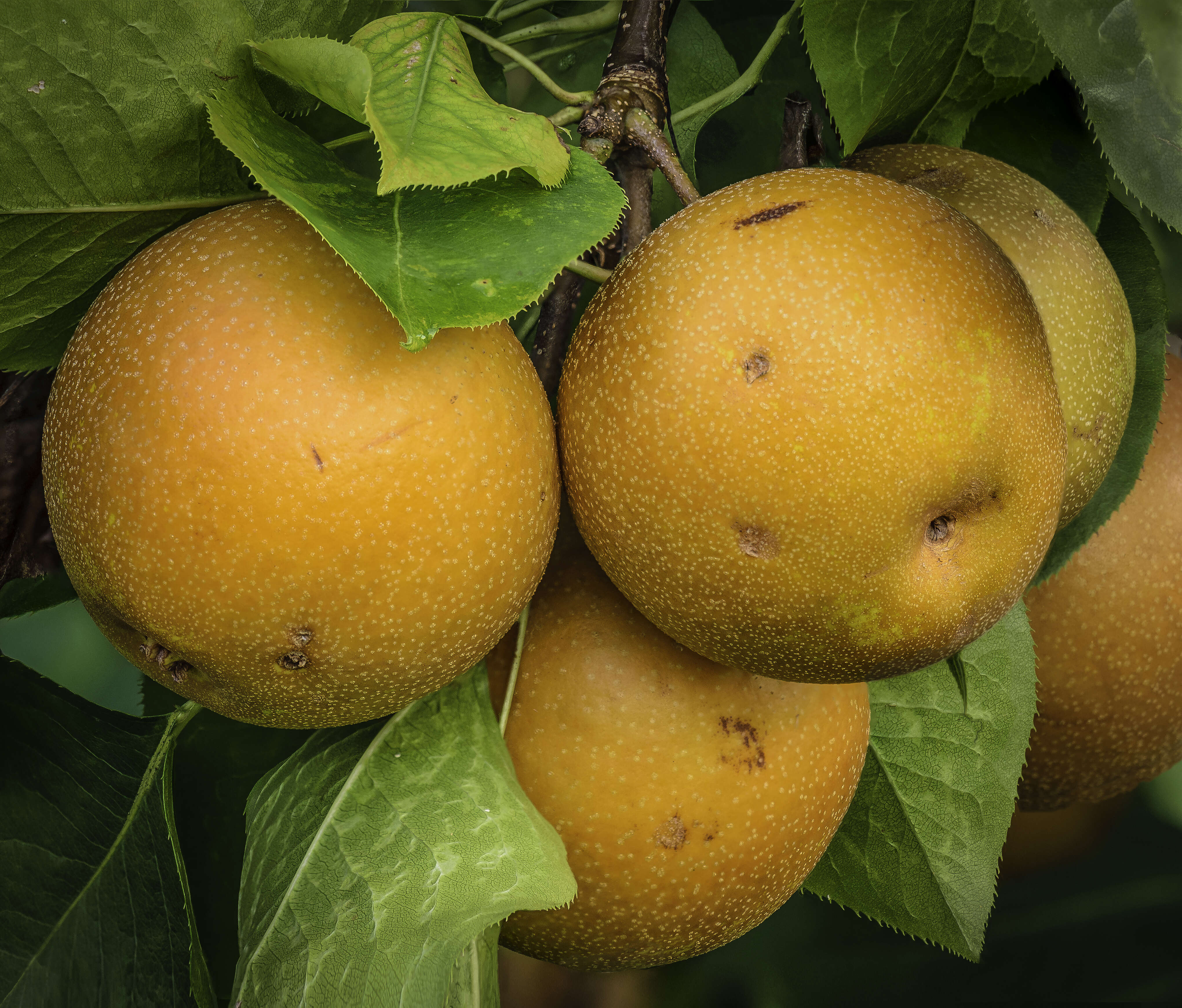 Image of Chinese pear