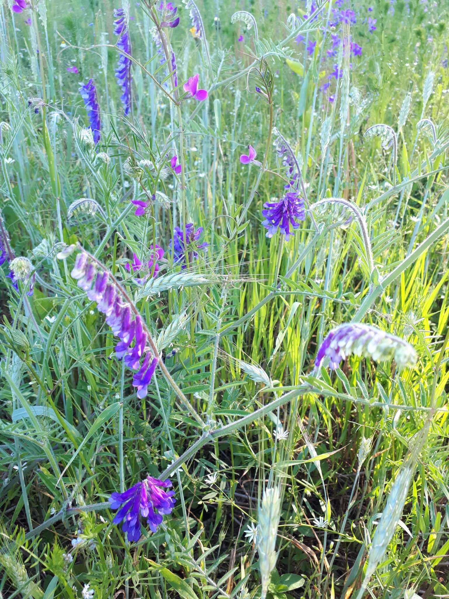 Image of winter vetch