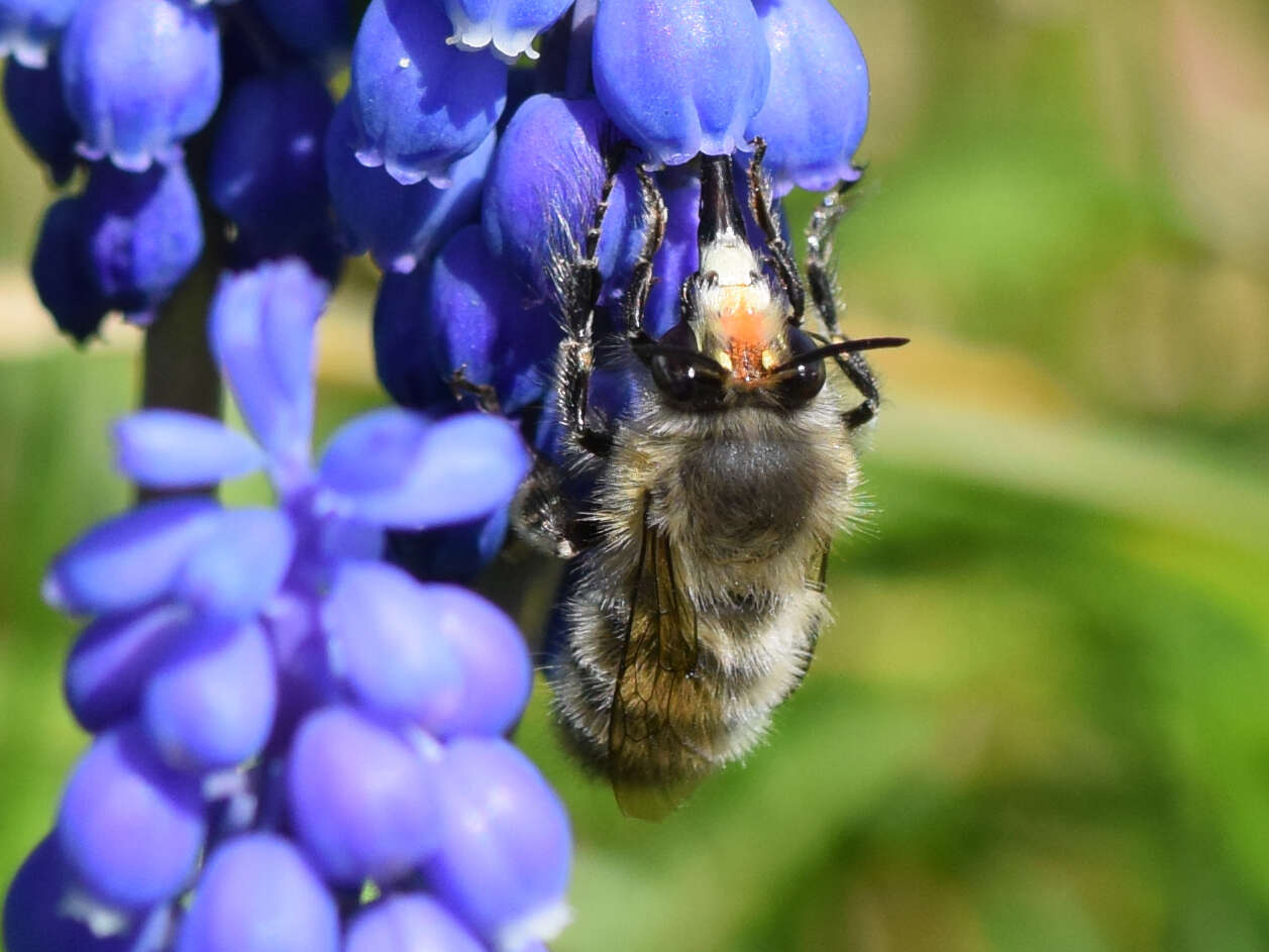 Image de Anthophora plumipes (Pallas 1772)