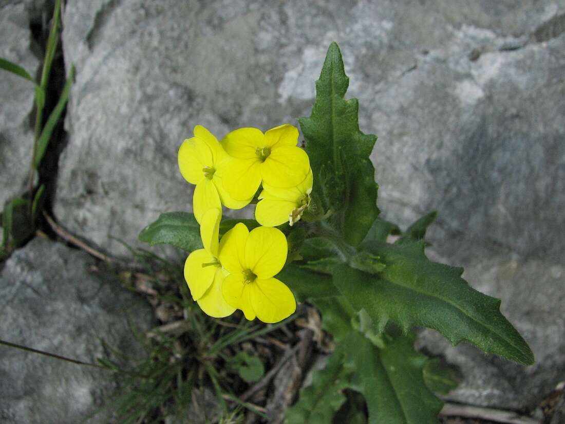 Слика од Biscutella cichoriifolia Loisel.